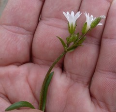 Dichodon viscidum