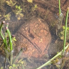 Branchinecta sandiegonensis