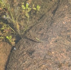 Branchinecta sandiegonensis