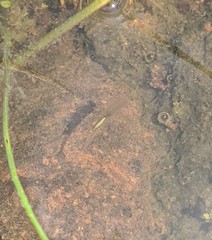 Branchinecta sandiegonensis