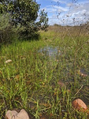 Branchinecta sandiegonensis