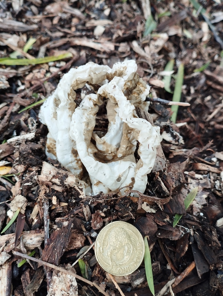 Ileodictyon cibarium · April 2026 · photo: © geoffr (iNaturalist, cc0)