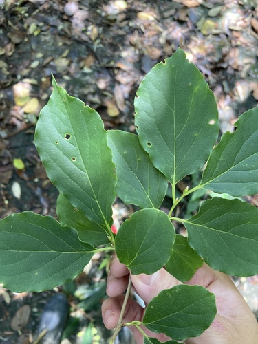 Diospyros oldhamii iNat (3)