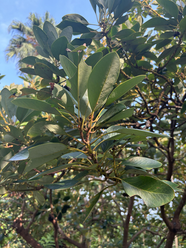 Rhodoleia championii observed 2026-04-26