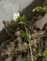 Dichodon viscidum