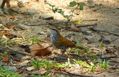 Thryophilus pleurostictus