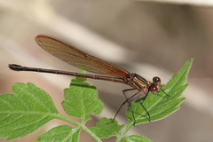 Hetaerina cruentata