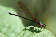 Hetaerina cruentata