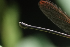 Hetaerina cruentata