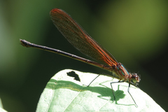 Hetaerina cruentata
