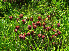Sarracenia jonesii