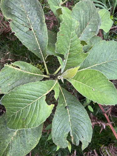 Cyanea pilosa observed 2026-04-25