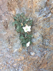 Calystegia subacaulis