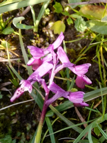 Anacamptis morio image