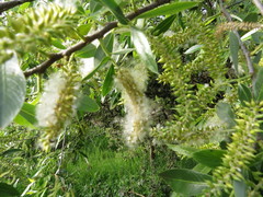 Salix