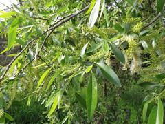 Salix