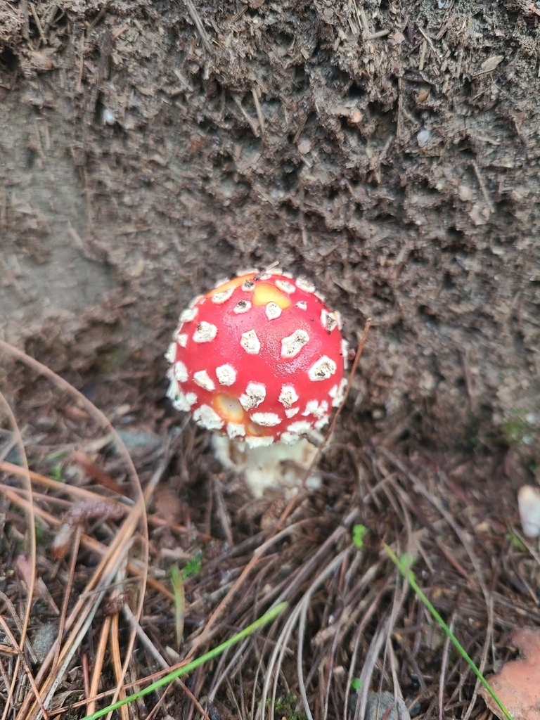 Amanita muscaria · April 2026 · photo: © vaughan_turner (iNaturalist, cc-by)