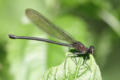 Hetaerina cruentata