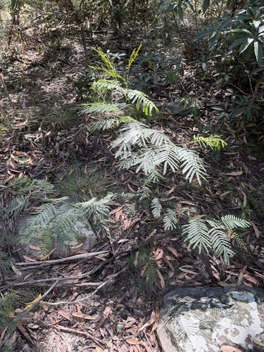 Acacia parramattensis, photograph 4