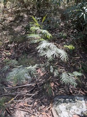 Acacia parramattensis, photograph (c) Toby Jin, some rights reserved (CC BY)