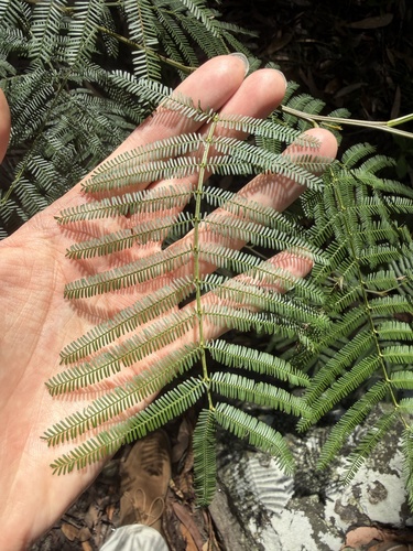 Acacia parramattensis, photograph 3