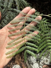 Acacia parramattensis, photograph (c) Toby Jin, some rights reserved (CC BY)