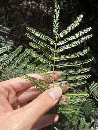 Acacia parramattensis, photograph 2