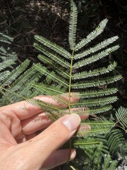 Acacia parramattensis, photograph (c) Toby Jin, some rights reserved (CC BY)