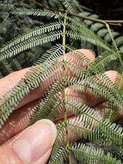 Acacia parramattensis