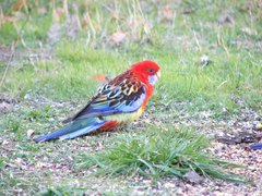 Platycercus elegans × eximius