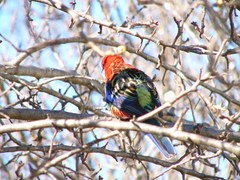 Platycercus elegans × eximius
