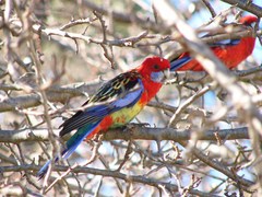 Platycercus elegans × eximius