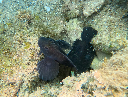 Parablennius pilicornis