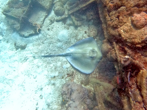 Hypanus americanus