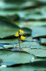 Utricularia
