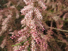 Tamarix