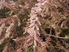 Tamarix