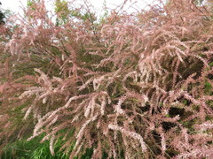 Tamarix