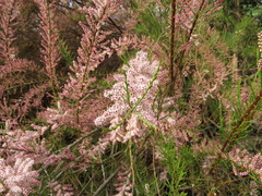 Tamarix
