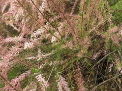 Tamarix