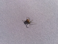Steatoda grossa