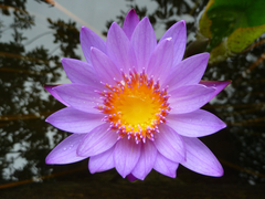 Nymphaea