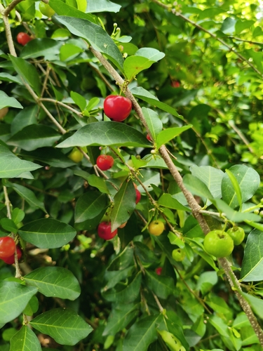 Foto de Acerola
