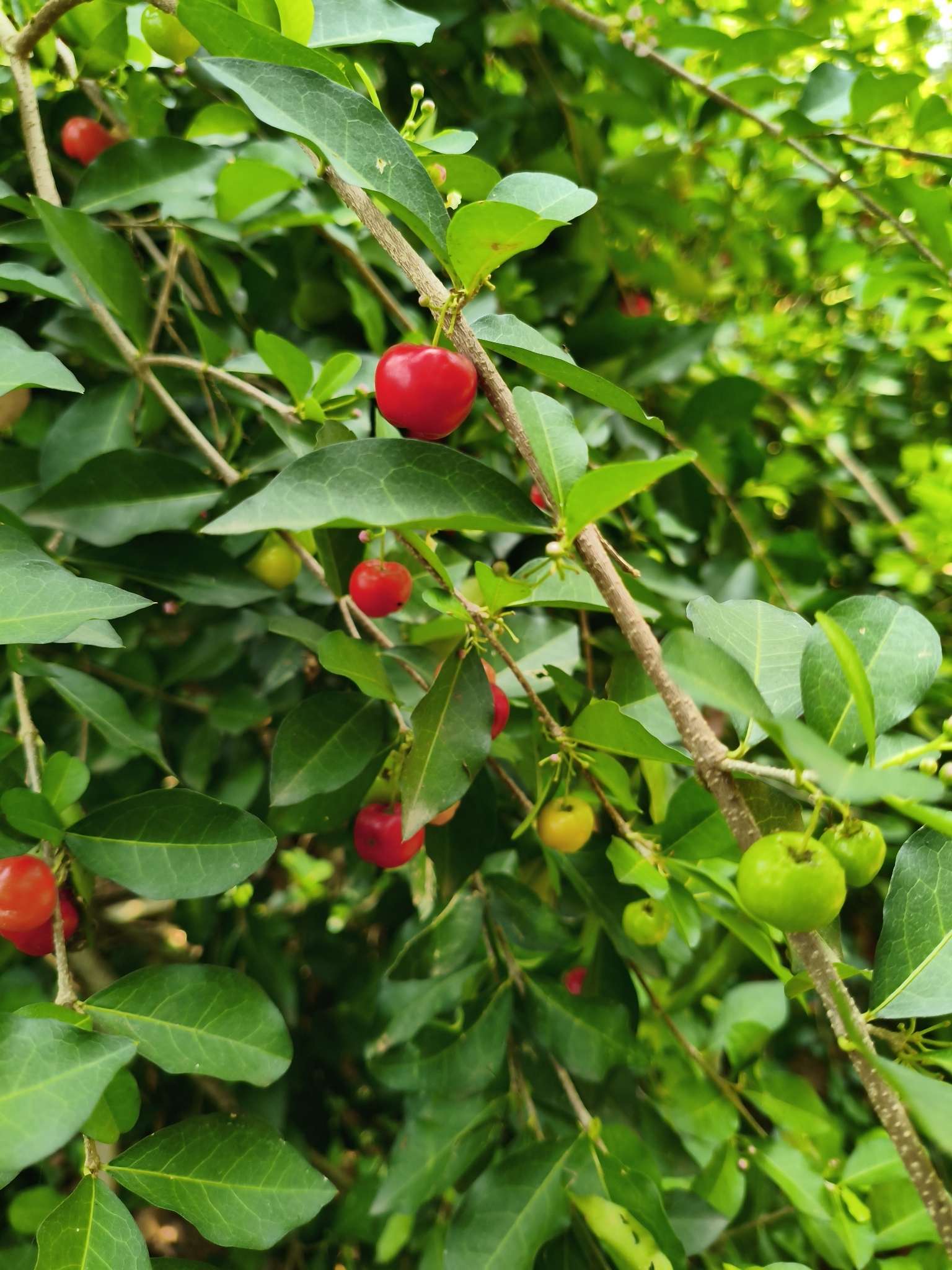 Imagem de Acerola