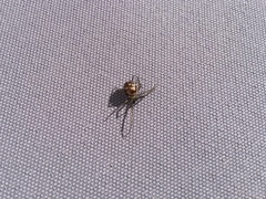 Steatoda grossa