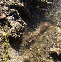 Upogebia affinis
