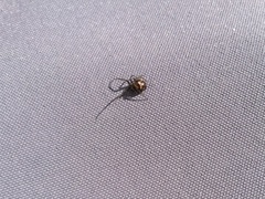 Steatoda grossa
