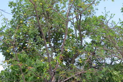 Hancornia speciosa