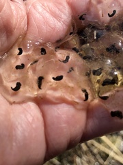 Ambystoma maculatum