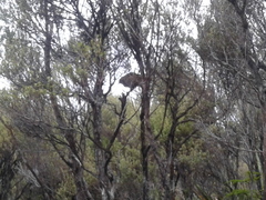 Poodytes punctatus punctatus